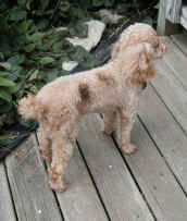 spotted-poodle1.jpg (144888 bytes)